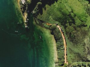 illegal deforestation