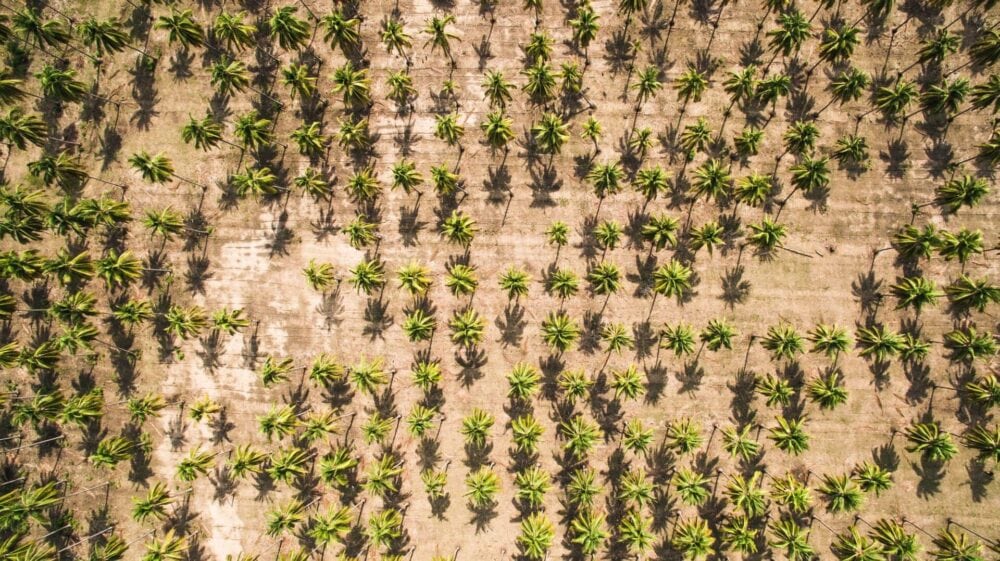deforestation palm oil