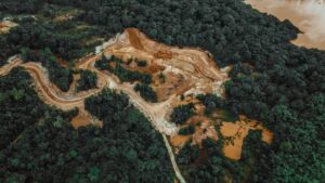 forest clearing