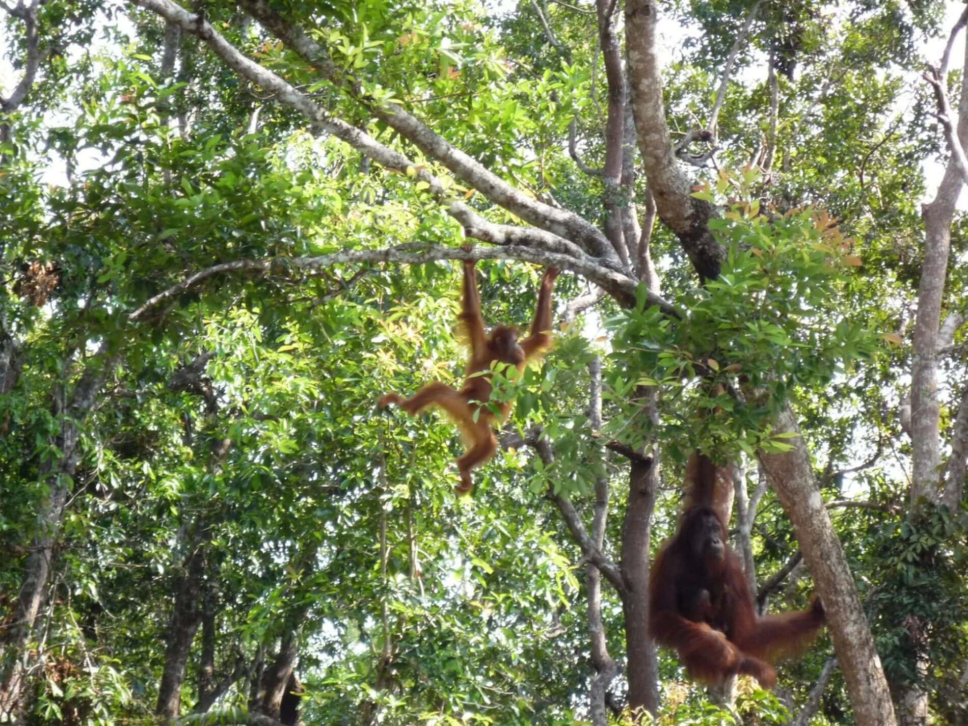 Orangutan habitat at risk - corporate concessions need to protect forests