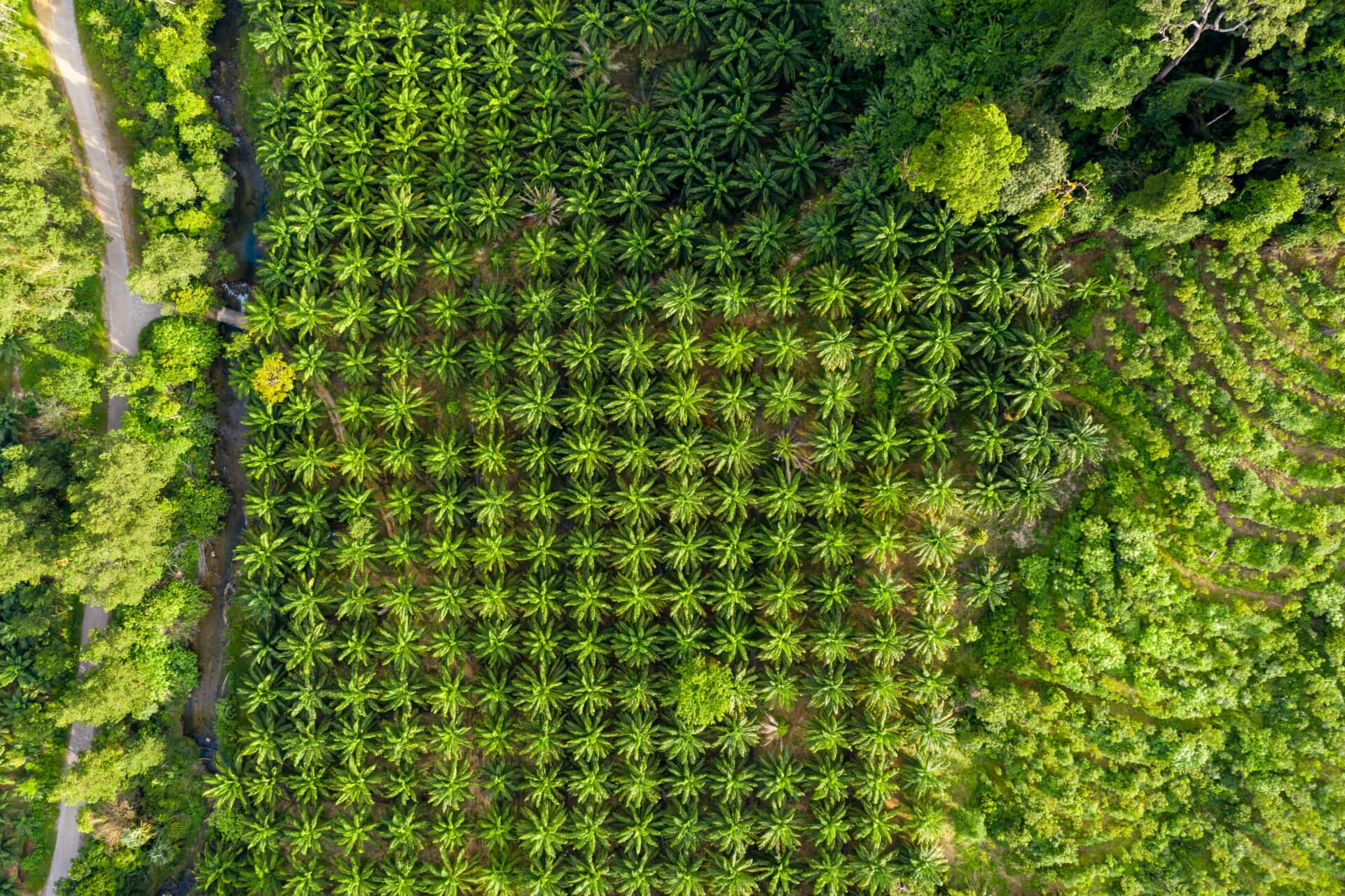 Process Involved In Palm Oil Production