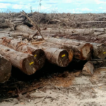 Ten largest deforesters for industrial timbers in Indonesia clear 7,000 hectares of forest in three months this year
