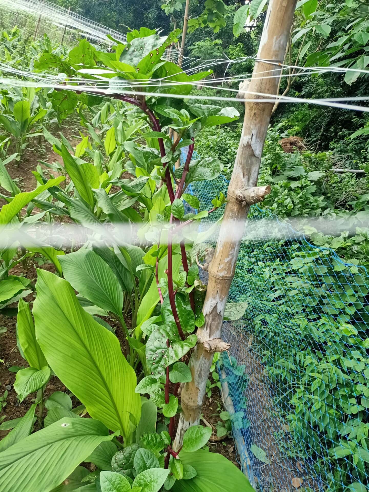 Designing regenerative cropping patterns to improve soil health ...