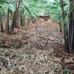 Regenerative Agriculture - A Pathway to Sustainable Farming and Environmental Restoration in the Sebei Sub-Region