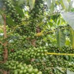 A Coffee Farmer's Story: Transforming Plant Health with Bio-Slurry 